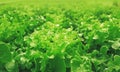 Fresh green salad lettuce Royalty Free Stock Photo