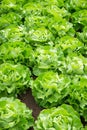 Fresh green salad lettuce Royalty Free Stock Photo