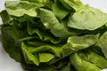 Fresh green salad lettuce isolated on white.