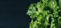 Fresh green salad lettuce leaves isolated on a dark background of the aged wooden boards vintage horizontal top view Royalty Free Stock Photo