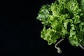 Fresh green salad lettuce leaves isolated on a dark background of the aged wooden boards vintage horizontal top view Royalty Free Stock Photo