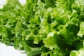 Fresh green salad lettuce leaves isolated on a white background closeup Royalty Free Stock Photo