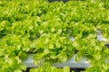 Fresh Green Salad Lettuce Vegetable growing in Plastic Pipe in H Royalty Free Stock Photo