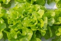 Fresh Green Salad Lettuce Vegetable growing in Plastic Pipe in H Royalty Free Stock Photo