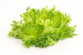 Fresh green salad lolla bionde Royalty Free Stock Photo