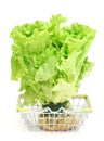 Fresh green salad in a small metal shopping basket on a white background