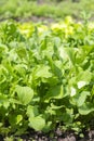 Fresh green salad in soil and pots, fresh green salad in soil and pots, green vegetable. vertical photo