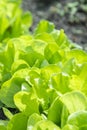 Fresh green salad in soil and pots, fresh green salad in soil and pots, green vegetable. vertical photo