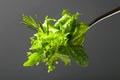 Fresh green salad with spinach,arugula and lettuce Royalty Free Stock Photo