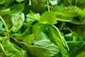 Fresh green salad with spinach, arugula, romaine and lettuce Royalty Free Stock Photo