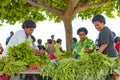 Fresh green salad and vegetables in shade of leaves of a tree on tropical market on Island in Pacific Ocean