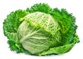 Fresh green savoy cabbage isolated on white background Royalty Free Stock Photo