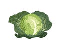 Fresh Green Savoy Cabbage on White Background