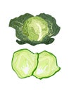 Fresh Green Savoy Cabbage on White Background