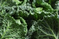 Fresh green savoy cabbages as background, closeup Royalty Free Stock Photo