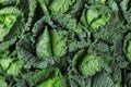 Fresh green savoy cabbages as background Royalty Free Stock Photo