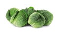 Fresh green savoy cabbages Royalty Free Stock Photo