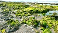 Fresh green algae growing on beach rocks