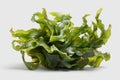 Fresh green seaweed algae on Royalty Free Stock Photo