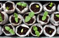 Fresh green seedlings Royalty Free Stock Photo