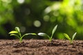 Fresh green seedlings growing on blurred background Royalty Free Stock Photo