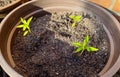 Fresh green seedlings growing in pots. Garedning concept Royalty Free Stock Photo