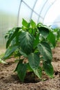 Fresh green seedlings of sweet pepper in the greenhouse Royalty Free Stock Photo