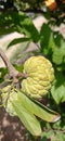 The fresh green seeta fruit on the tree