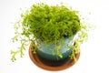 Fresh green selaginella in green pot Royalty Free Stock Photo