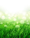 Fresh green sensation Royalty Free Stock Photo