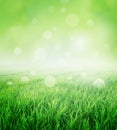 Fresh green sensation Royalty Free Stock Photo