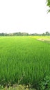 Fresh Green Serenity: A Breathtaking View of Lush Rice Paddies