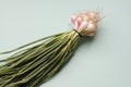 Fresh green shallot onions on the blue background Royalty Free Stock Photo