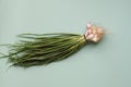 Fresh green shallot onions on the blue background Royalty Free Stock Photo