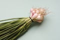 Fresh green shallot onions on the blue background Royalty Free Stock Photo