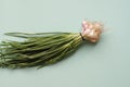 Fresh green shallot onions on the blue background Royalty Free Stock Photo