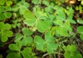 Fresh green shamrock macro closeup landscape