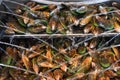 Fresh Green Shell Mussels, Havelock, New Zealand Royalty Free Stock Photo