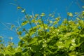 Fresh green shoots of vine Royalty Free Stock Photo