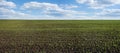 green soybean sprouts on the field in spring, month from planting, selective focus