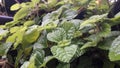 Fresh green Spearmint leaves or daun mint Royalty Free Stock Photo