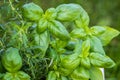 fresh green spices closeup in a pot