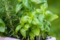 fresh green spices closeup in a pot