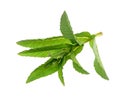 Fresh green spices -french peppermint mentha piperita leaf