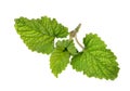 Fresh green spices -mint leaves ,isolated on
