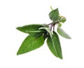 Fresh green spices -Twig of sage ,isolated on Royalty Free Stock Photo