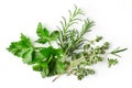 Fresh green spices on white background