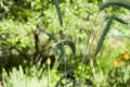 Fresh green spikelet. wheat grass closeup. plant of rye. wheat spikelets with grains. oatmeal bouquet for sub-crust, flour Royalty Free Stock Photo