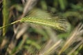 Fresh green spikelet. wheat grass closeup. plant of rye. wheat spikelets with grains.Fresh green grass closeup. Royalty Free Stock Photo