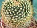 Fresh Green Spiky Cactus with Selective Focus Royalty Free Stock Photo